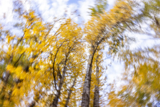 Low angle view of trees against sky in autumn motion blur