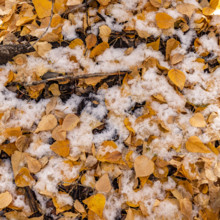 Close-up of snow mixed with fall leaves