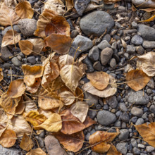Close-up of dried autumn leaves and river rocks