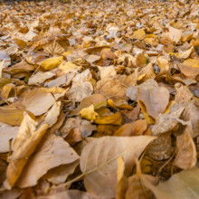 Close-up of dried autumn leaves on ground