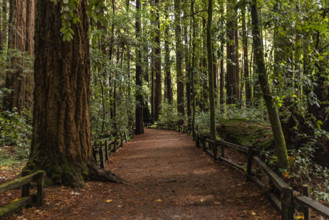 USA, California, Felton, Walking path through Henry Cowell Redwoods State Park