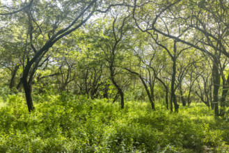 Costa Rica, Guanacaste, Playa Grande, Green forest next to beach on sunny day