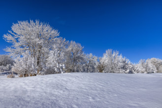 USA, Idaho, Bellevue, Field and trees covered with snow on sunny winter day