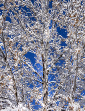 Tree branches covered with snow on sunny winter day