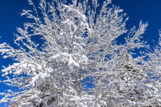 Tree branches covered with snow on sunny winter day
