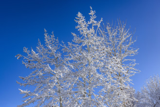 Bare trees covered with snow against blue sky on sunny winter day