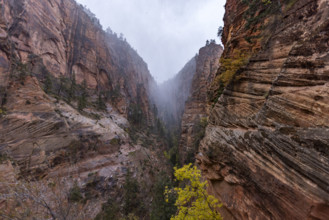 USA, Utah, Zion National Park, Zion Canyon rock formations in fog