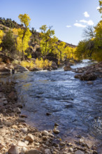 USA, Utah, Springdale, Virgin River and trees on sunny day
