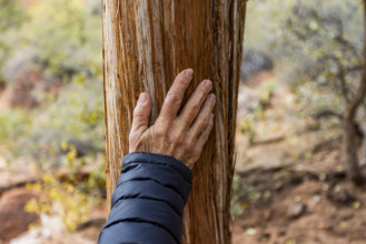 Close-up of senior woman's hand on Juniper tree trunk