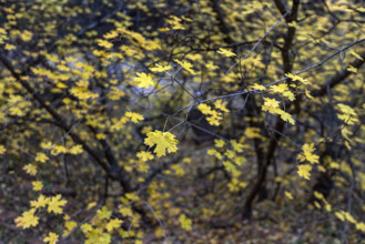 Close-up of leafy tree branches