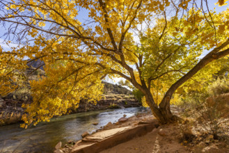 USA, Utah, Zion National Park, Trees in autumn foliage along Virgin River