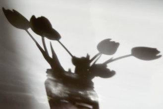 Shadow of flowers in vase on white wall