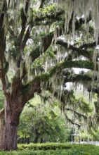USA, South Carolina, Charleston, Spanish Moss hanging from Live Oak tree
