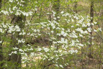 Dogwood tree in bloom in forest