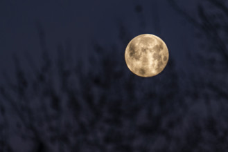 Full moon setting behind tree branches against sky