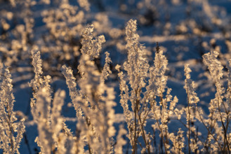 Close-up of wild grasses covered with frost