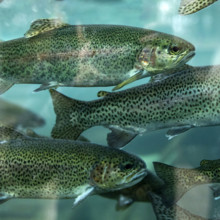 Rainbow Trout in Nature Center aquarium