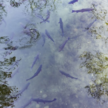 Overhead view of Rainbow Trout in Nature Center aquarium