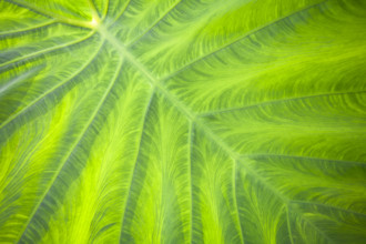 Close-up of Elephant Ear plant leaf