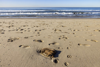 USA, California, Santa Monica, Abandoned boot and footprints on empty Santa Monica Beach