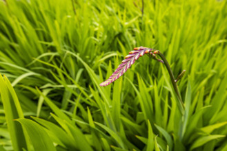 Close-up of plants growing at Caly Poly University Arboretum