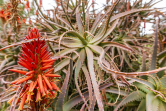 Flowering Aloe arborescens growing at Caly Poly University Arboretum