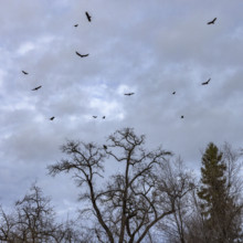 Low angle view of vultures circling in clouded gray sky