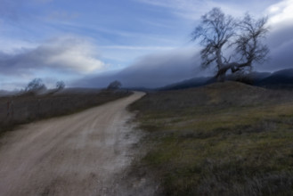 Dirt road with bare treeblurred motion