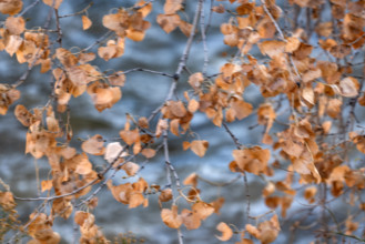 Dried cottonwood leaves above the Virgin River
