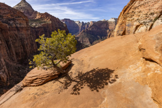 USA, Utah, Zion National Park, Lone pine tree at Zion Canyon Overlook