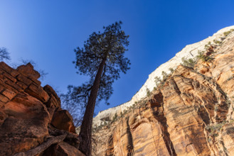 USA, Utah, Zion National Park, Low angle view of solitary pine tree on path to Angels Landing
