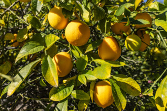 Close-up of ripe lemons growing in tree