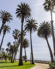 USA, California, Santa Monica, Palm Trees along beach footpath