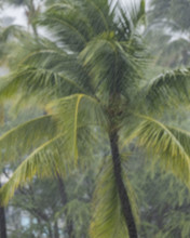 Palm tree during torrential rain storm. Kona, Hawaii, USA.