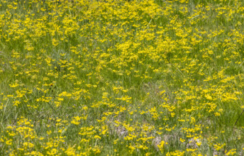 Camas flowers (Camassia quamash) and yellow wildflowers on Camas Prairie. Fairfield, Idaho, USA.