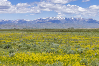 Camas flowers (Camassia quamash) and yellow wildflowers on Camas Prairie. Fairfield, Idaho, USA.