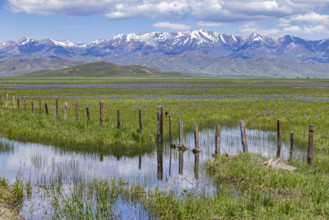 Camas flowers (Camassia quamash). Fairfield, Idaho, USA.