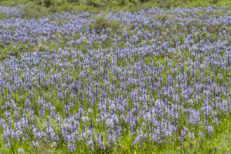 Camas flowers (Camassia quamash) on Camas Prairie. Fairfield, Idaho, USA.