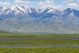 Camas flowers (Camassia quamash) on Camas Prairie. Fairfield, Idaho, USA.