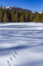 Animal tracks across pristine snow on sunny day. Sun Valley, Idaho, USA.