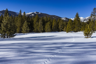 Animal tracks across pristine snow on sunny day. Sun Valley, Idaho, USA.