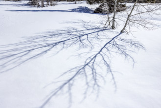 Shadows of aspen saplings on fresh snow. Sun Valley, Idaho, USA.