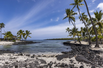Palm trees on rocky beach. Kona, Hawaii, USA.