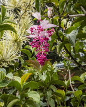 Tropical orchids growing in botanical garden. Kona, Hawaii, USA.