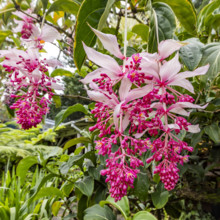 Tropical orchids growing in botanical garden. Kona, Hawaii, USA.