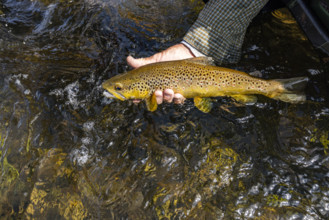 Close-up of fisherman cradles wild trout before releasing. , Wyoming, USA.