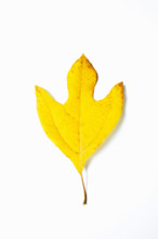 Studio shot of Sassafras leaf in fall color. Chatham, New Jersey, USA.