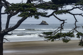 Offshore rocks seen through trees on beach. Cove Beach, Oregon, USA.