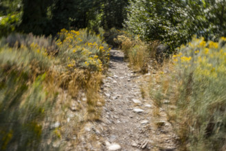 Walking path through summer trailside foliage, motion blurred. Bellevue, Idaho, USA.