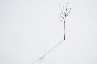 Crabapple tree sapling in winter. Nashville, Tennessee, USA.
